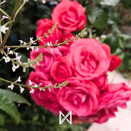 Mystay - Casa Sete Lano Pedrogao (Leiria)